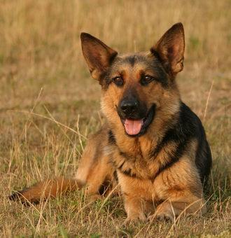 Schäferhund - (Hund, hundrassen)