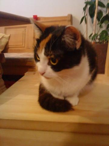 katze tropft aus der nase krank