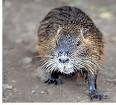 Bilduntertitel eingeben... - (Tiere, Sumpfbiber)