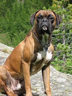 Quelle: www.wikipedia.de - (Tiere, Hund, Boxer)