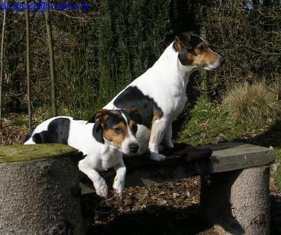 Rudel - (Hund, Hundehaltung)