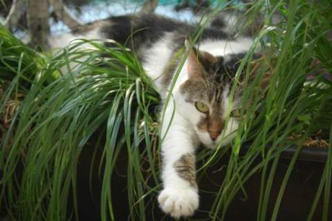 Nachbars Katze scheisst ständig in meine Garten; HILFE