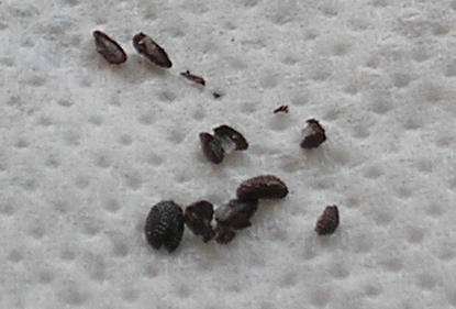 Madenwürmer Madenwürmer