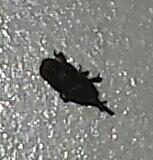 Hier nochmal gezoomt - (Wohnung, Insekten)