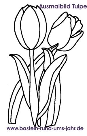 Ausmalbild Tulpe von www.basteln-rund-ums-jahr.de - (Christentum, Dekoration, katholisch)