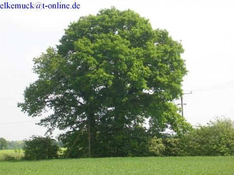 Eiche - (Natur, Umwelt, Baum)