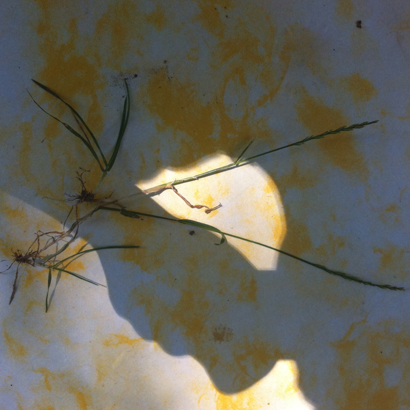 Wie pflanzt sich Rasen fort? (Gras, Genetik, Fortpflanzung)