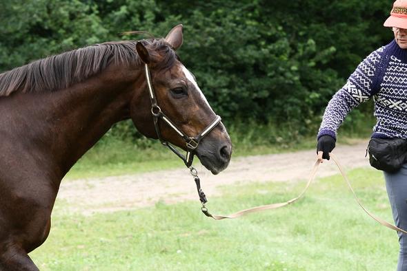 Training Altes Pferd Pferde Muskulatur