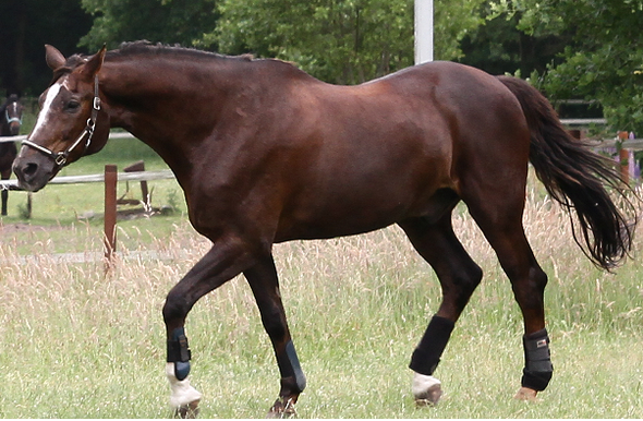 Training Altes Pferd Pferde Muskulatur