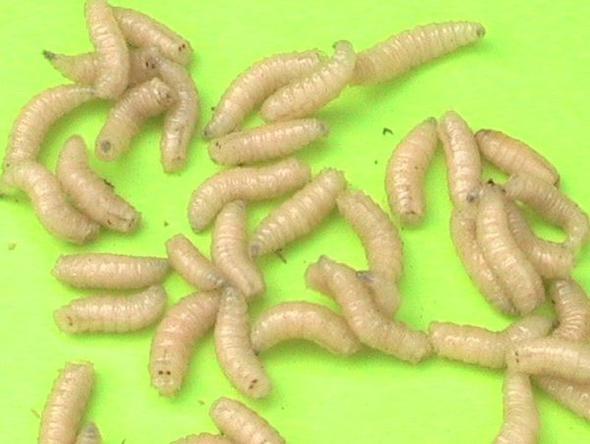 Kleinen Weissen Wurm Im Bett Entdeckt Was Ist Das Wurmer Kleinen Weissen Wurm Im Bett Entdeckt Was Ist Das Wurmer