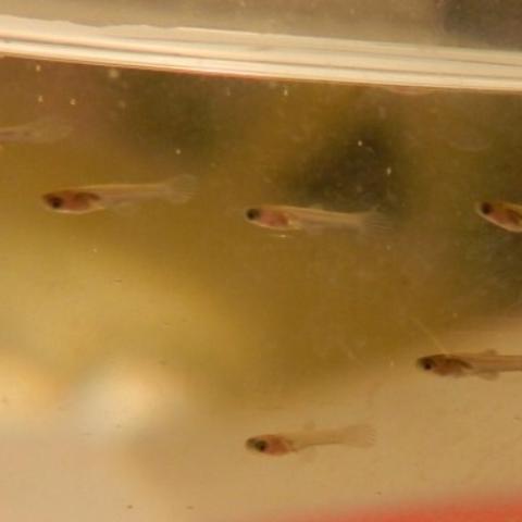 Guppy-Babys - (Fische, Guppy, Nachwuchs)