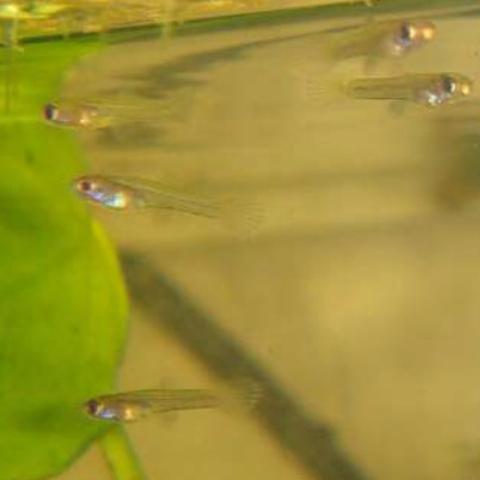 Guppy-Babys - (Fische, Guppy, Nachwuchs)