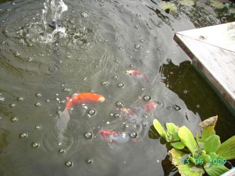 - (Wasser, Garten, Filter)