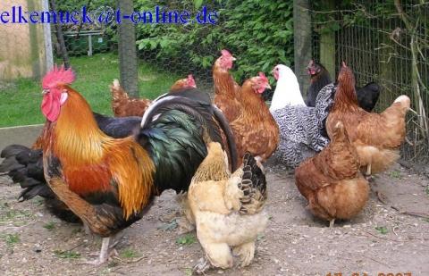 Hühnerherde - (Tiere, Huhn)
