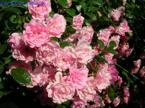 The Fairy - (Garten, Rosen)