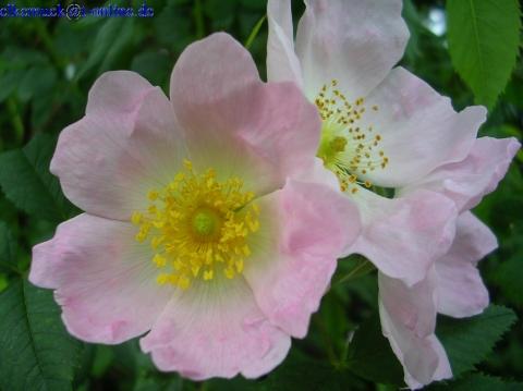 Rosa canina - (Garten, Rosen)