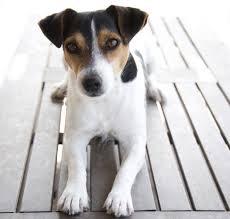 Jack Russell - (Tiere, Hund, Haustiere)