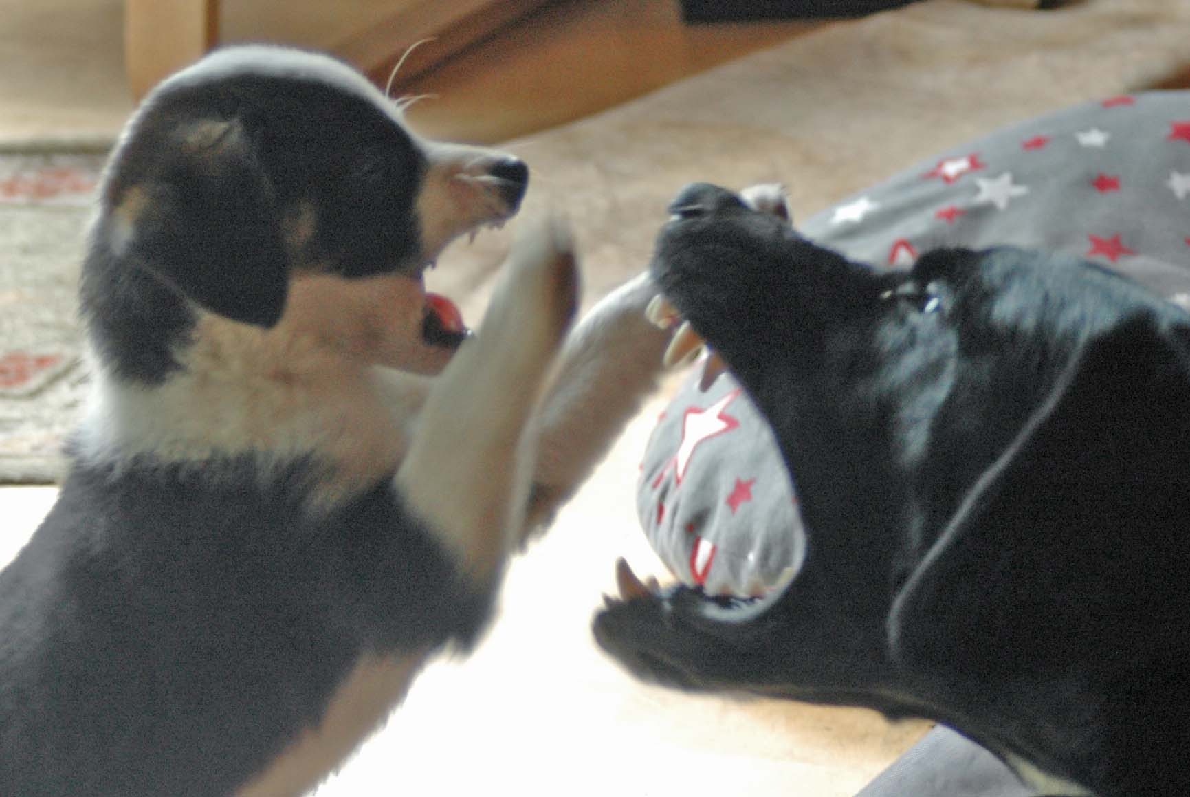 Hundewelpe , beißen abgewöhnen (Hund, Erziehung, Welpen)