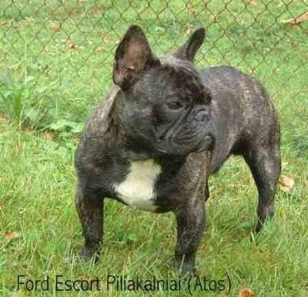 Französische Bulldogge - (Tiere, Hund)