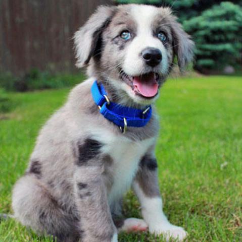 australian shepherd border collie mix kaufen hund welpen zuchter