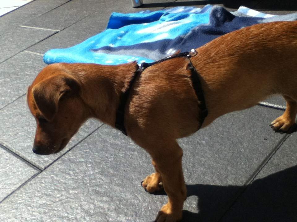 wie groß ist ein pinscherwelpe mit ca 9 wochen? (Hund, Hunderassen