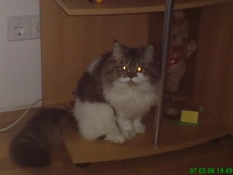- (Katze, Haustiere, Namen)