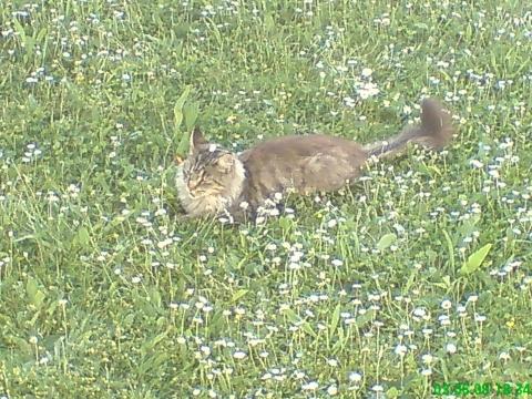 - (Katze, Haustiere, Namen)