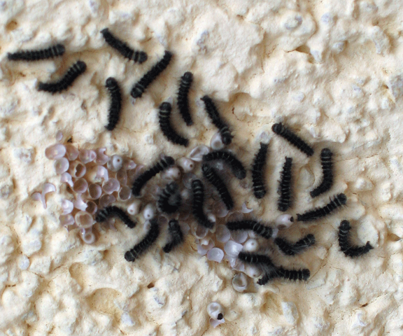 Schwarze Stachelige Wurmer Raupen An Unserer Hauswand Natur Insekten Raupe