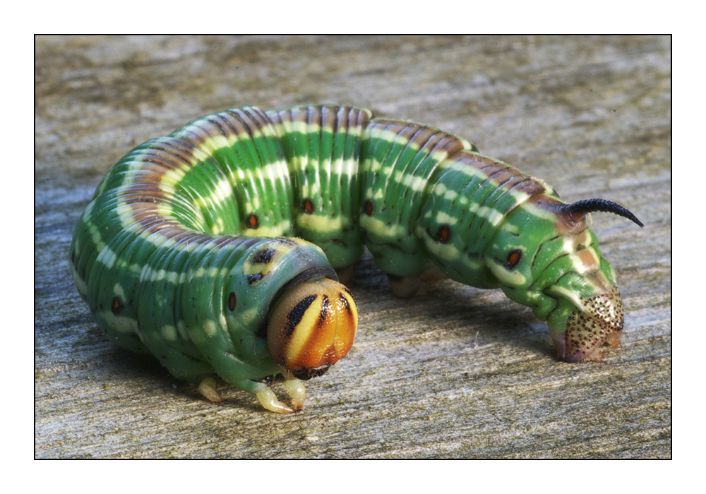 Raupen Identifikation (Art, Schmetterling, raupe) Raupen Identifikation (Art, Schmetterling, raupe)