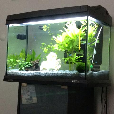 Mein aqarium - (Bilder, Pflanzen, Fische)