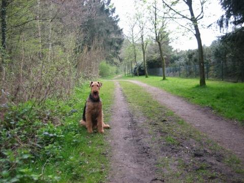 Beim Waldlauf - (Hund, Hunderassen)