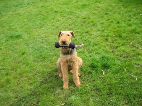 Lola apportiert - (Hund, Hunderassen)