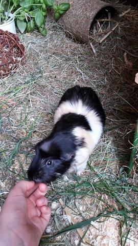 So mag Schwein das dann :) - (Meerschweinchen, Futter, Reihenfolge)