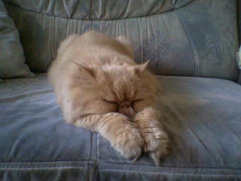 meine grosse liebe - (Tiere, Hausmittel, Perserkatze)