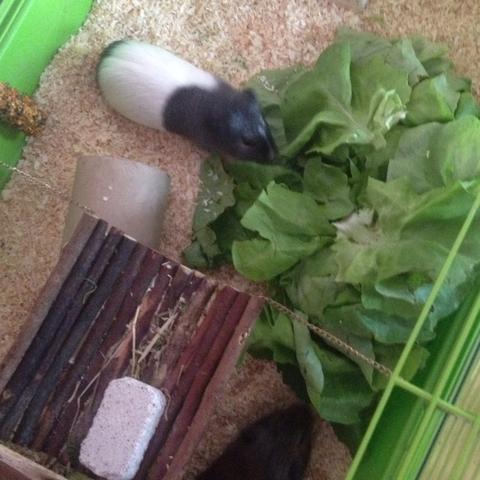 Diva - (Meerschweinchen, Futter, Reihenfolge)
