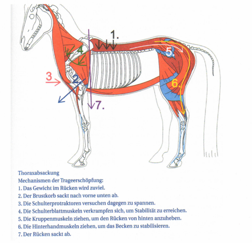 Skizze - (Pferd, Reiten, Tierarzt)