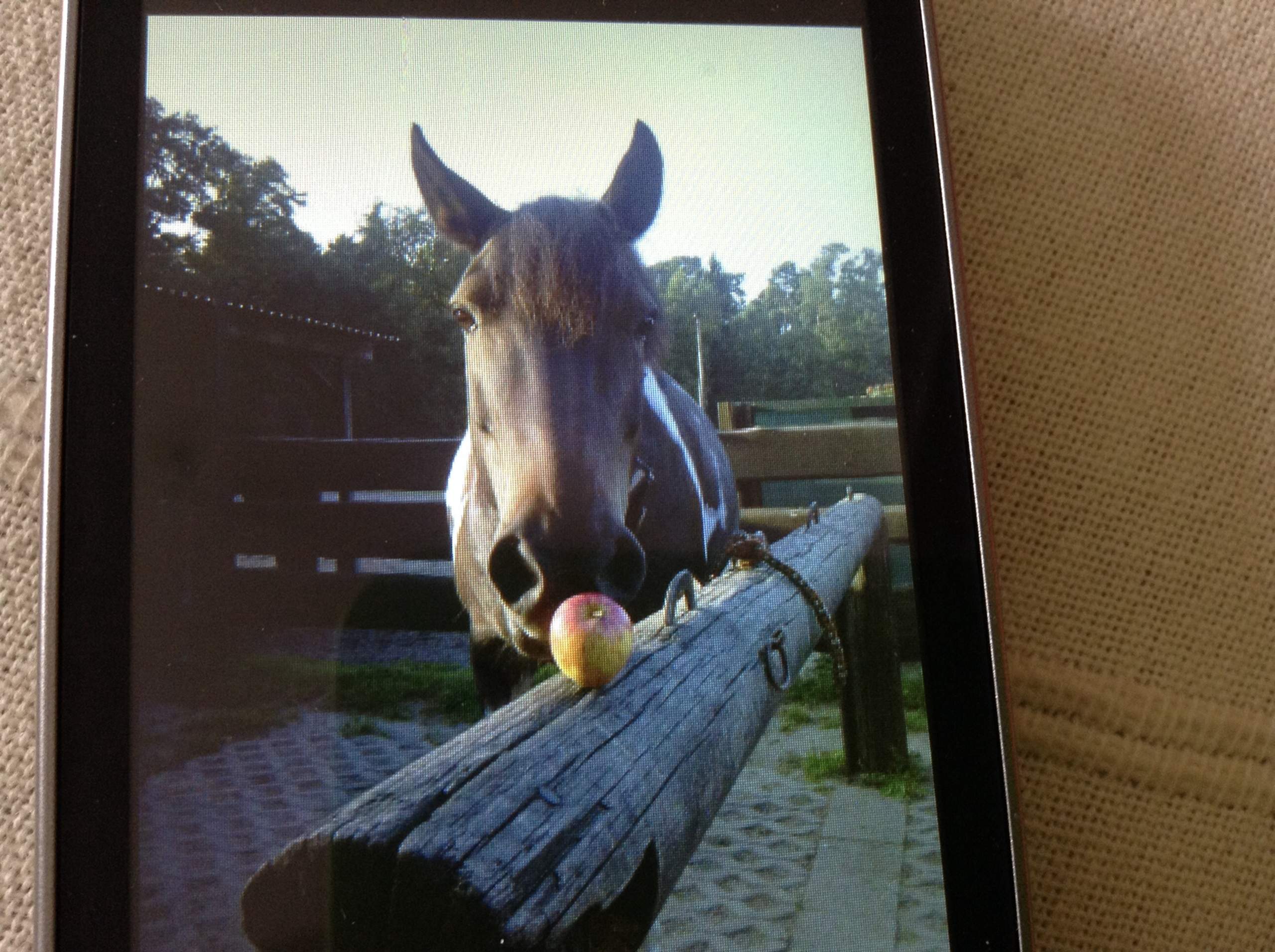 Edle und Elegante Pferdenamen. (Pferd)