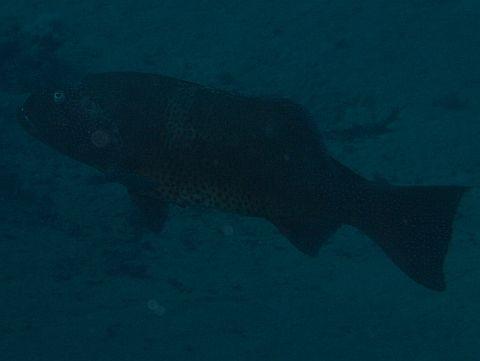 20 Meter Tiefe Rotmeer-Forellenbarsch ohne zusätzliche künstliche Beleuchtung - (Blut, grün, tauchen)