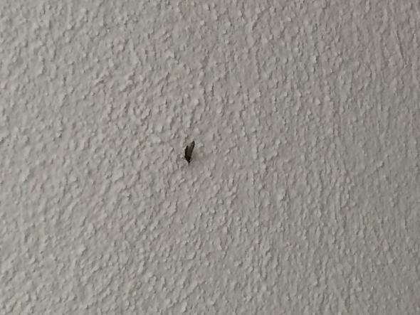 Kleine Viecher Mit Fl geln Im Bad Insekten Ungeziefer Badezimmer kleine-viecher-mit-fl-geln-im-bad-insekten-ungeziefer-badezimmer