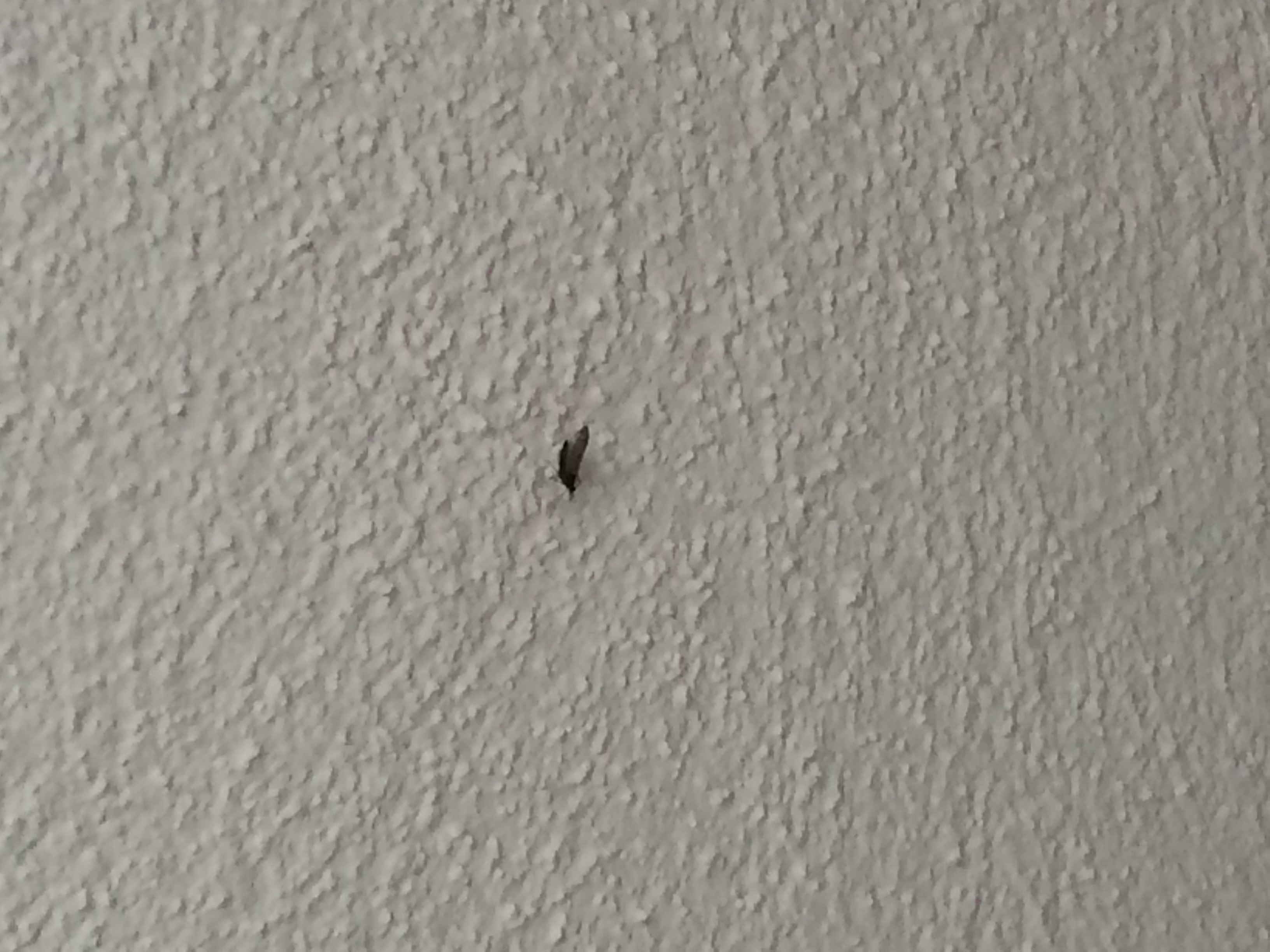 Kleine Viecher mit Flügeln im Bad! (Insekten, Ungeziefer, Badezimmer)