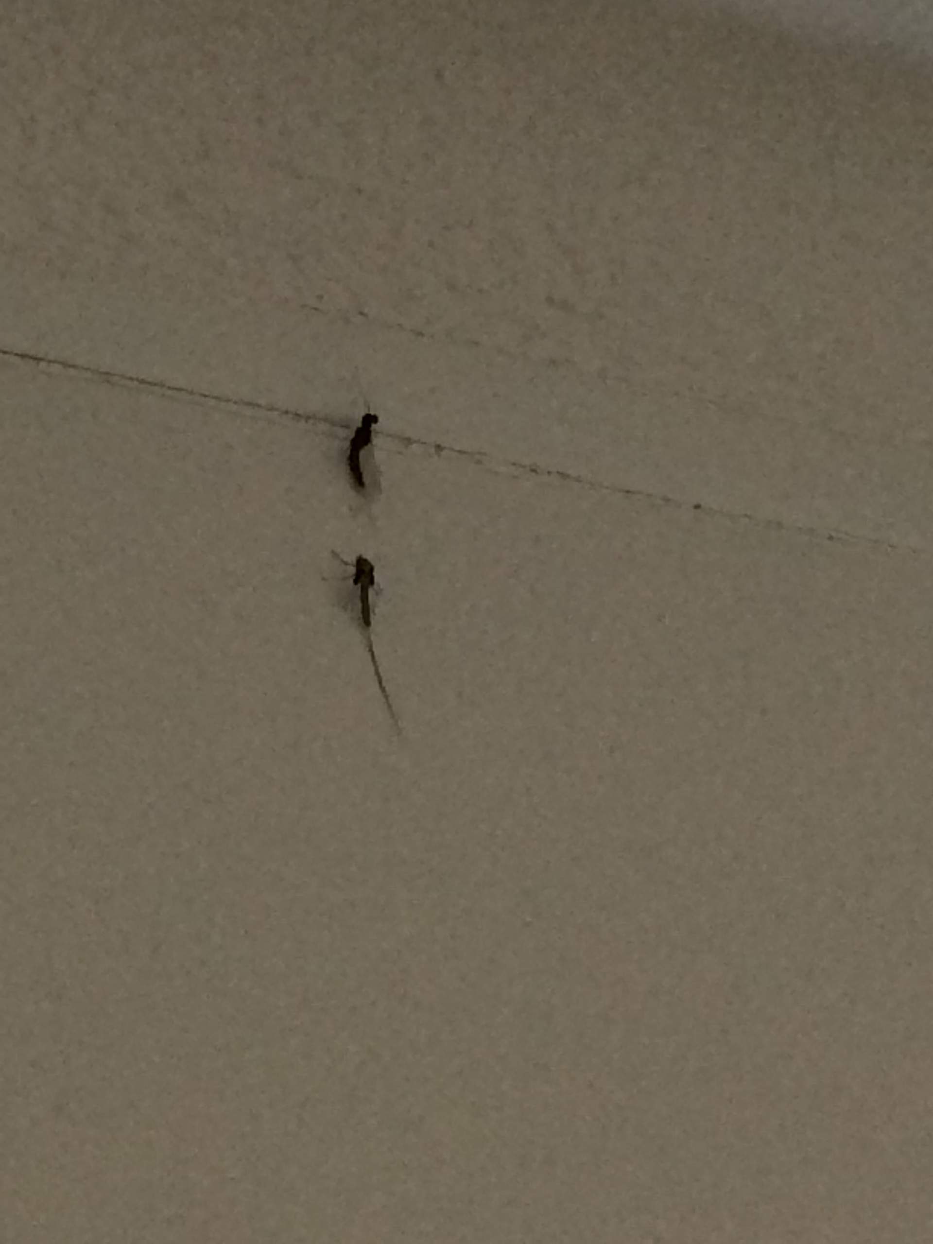 Kleine Viecher mit Flügeln im Bad! (Insekten, Ungeziefer, Badezimmer)