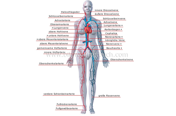 Wichtigste Venen/Arterien - (Medizin, Anatomie, Venen)