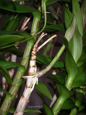 Dendrobium-Kindel  - (Pflanzen, Orchideen, vermehren)