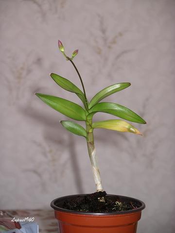 Dendrobium-Kindel  - (Pflanzen, Orchideen, vermehren)