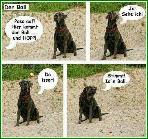 Hund und Ball  - (Hund, apportieren)