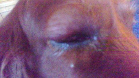 - (Hund, Augen, Zecken)