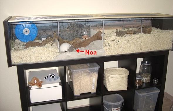 gutes Hamstergehege aus Detolf-Vitrine - (Aquarium, Hamster, Nagetiere)