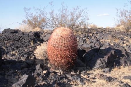  - (Survival, Kaktus, Wüste)