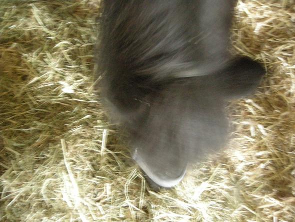 Mein Pferd Sonira - (Tiere, kaufen, Pferde)