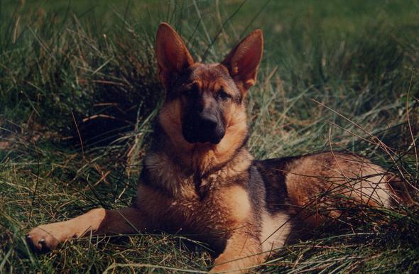 Deutscher Schäferhund, alte Blutlinie, Hündin, graugewolkt - (Hund, Mix, Schäferhund)